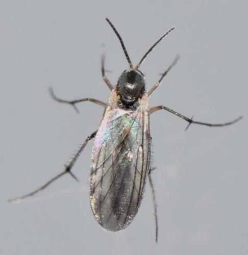 Brevicornu sp.